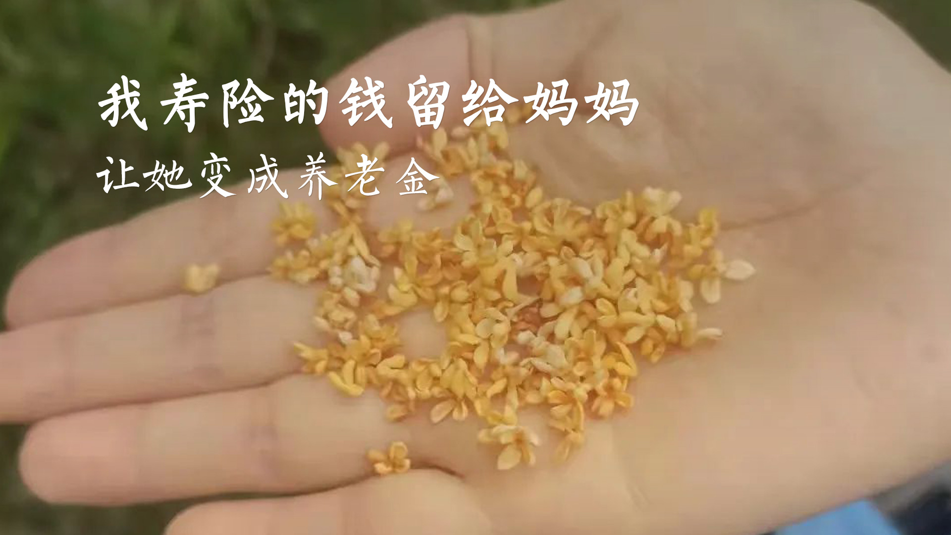 我寿险的钱留给妈妈，让她变成养老金